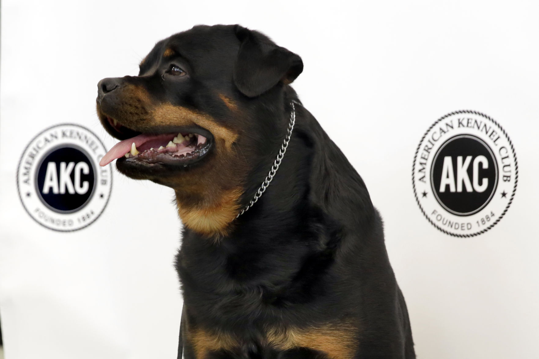8. Rottweilers